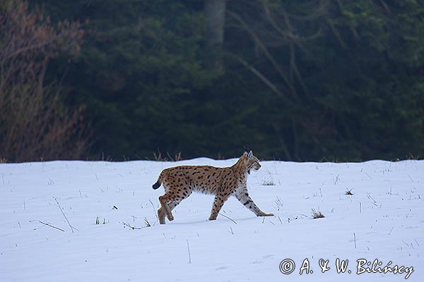 Ryś, Lynx lynx