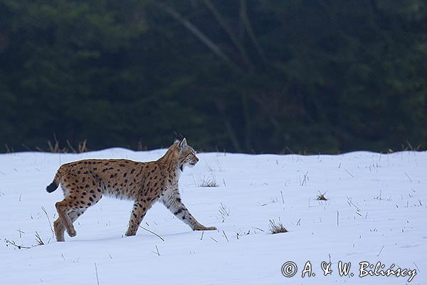 Ryś, Lynx lynx