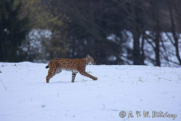Ryś, Lynx lynx