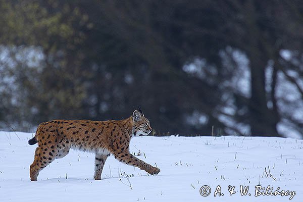 Ryś, Lynx lynx