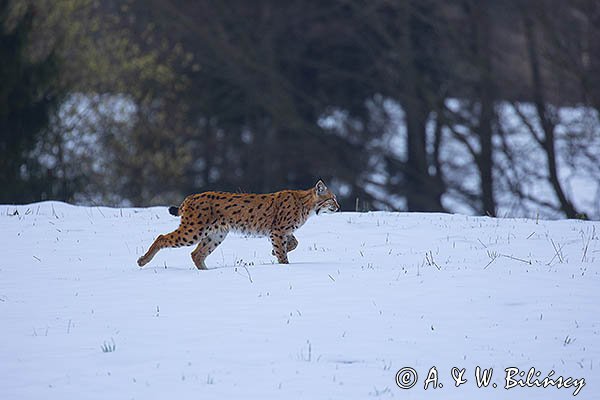 Ryś, Lynx lynx
