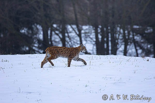 Ryś, Lynx lynx
