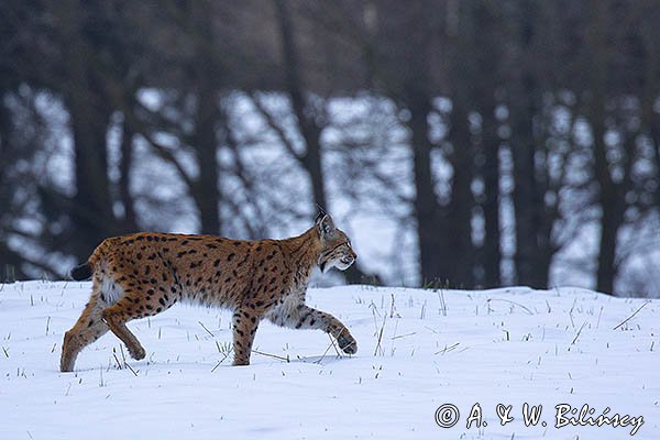 Ryś, Lynx lynx