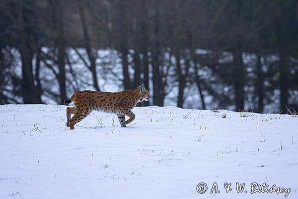 Ryś, Lynx lynx