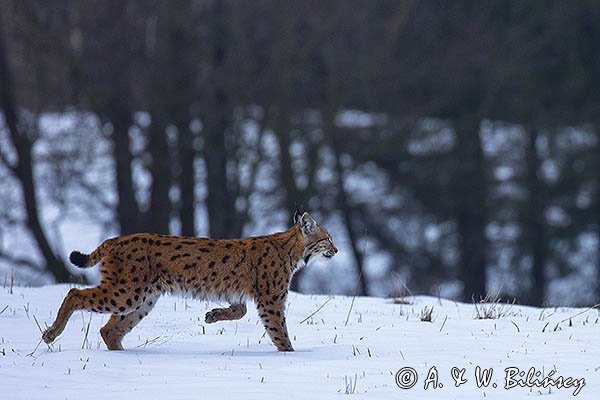 Ryś, Lynx lynx