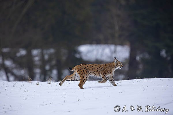 Ryś, Lynx lynx