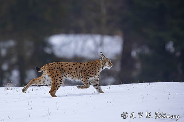Ryś, Lynx lynx
