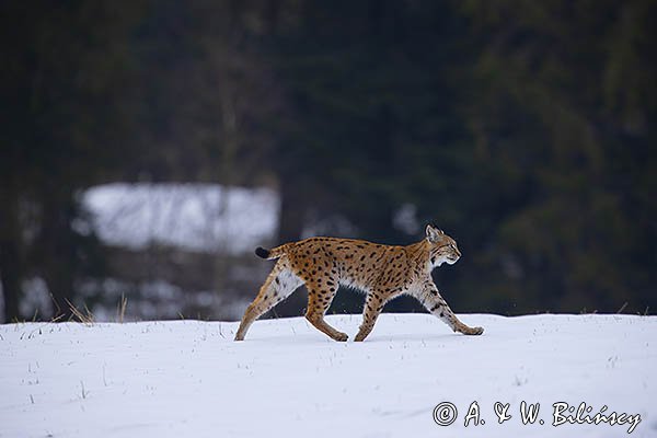 Ryś, Lynx lynx