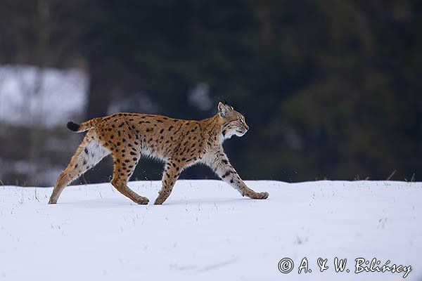 Ryś, Lynx lynx