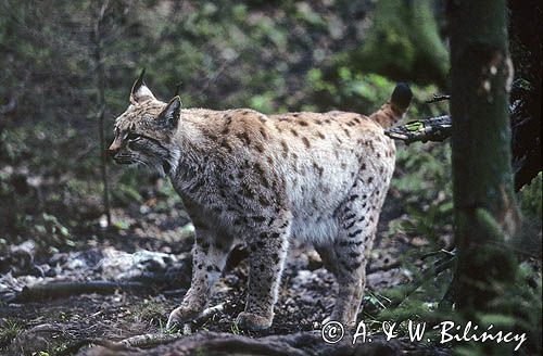 ryś Lynx lynx