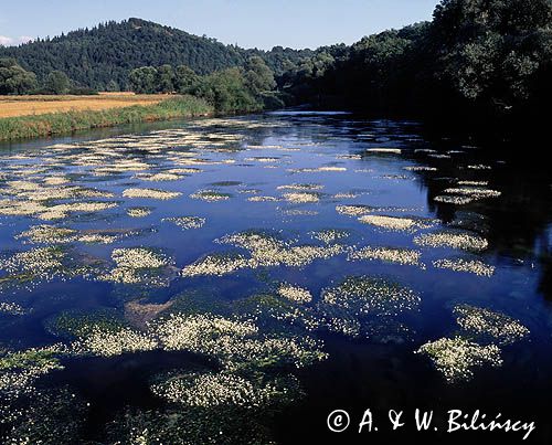 rzeka Bóbr, Park Krajobrazowy Doliny Bobru, jaskier wodny, Ranunculus aquatilis