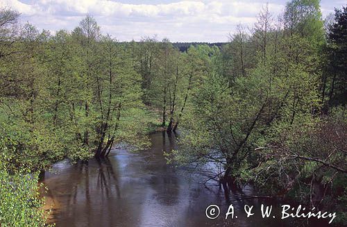 rzeka Drawa Drawieński Park Narodowy
