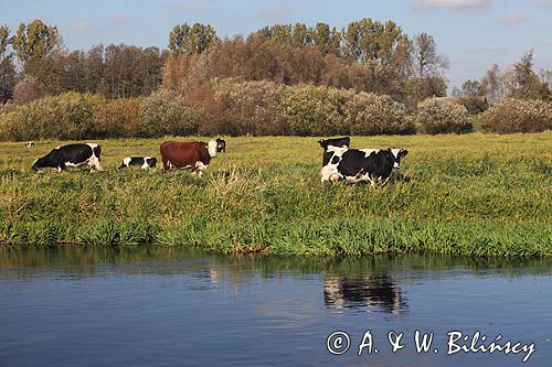 rzeka Noteć, krowy na nadnoteckiej łące