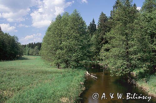 rzeka Rospuda koło Augustowa