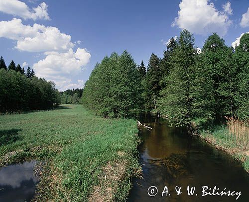 Rzeka Rospuda