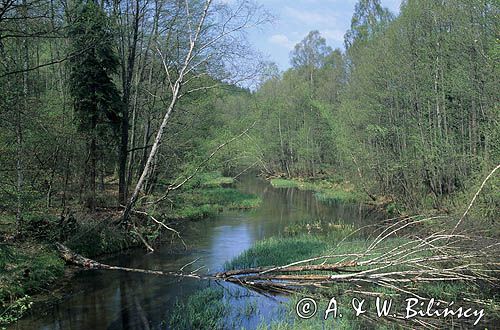 rzeka Zbrzyca Zaborski Park Krajobrazowy