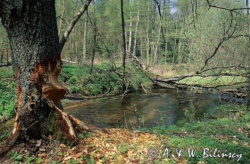 rzeka Zbrzyca Zaborski Park Krajobrazowy, zgryz bobrowy