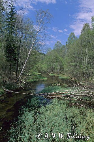 rzeka Zbrzyca Zaborski Park Krajobrazowy