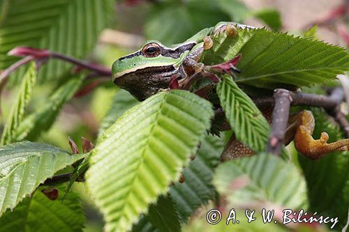 rzekotka drzewna, Hyla arborea