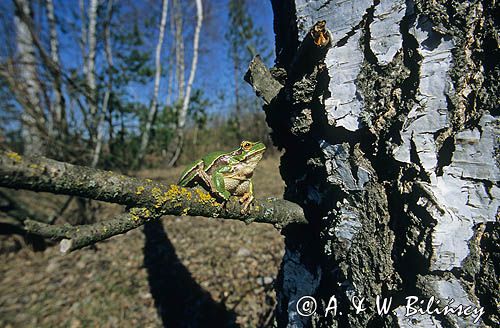 Rzekotka drzewna Hyla arborea)
