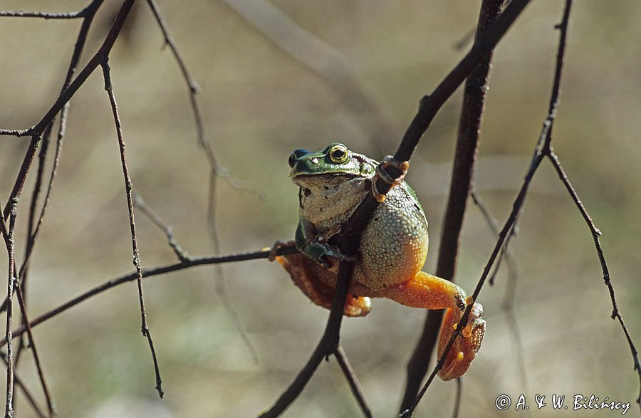 Rzekotka drzewna Hyla arborea)