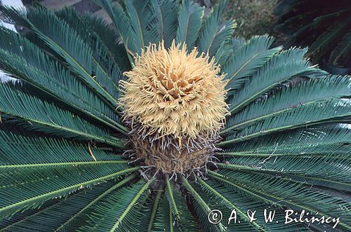 sagowiec, Cycas, szyszka, St. Eustatius, Małe Antyle, Karaiby