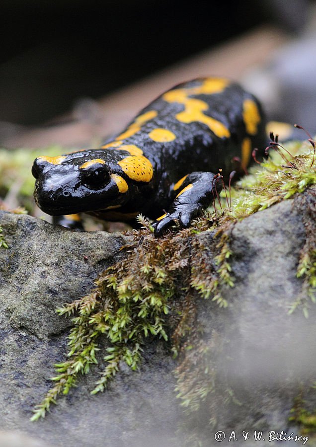 Salamandra plamista, jaszczur plamisty, jaszczur ognisty Salamandra salamandra