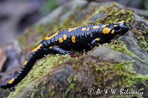 Salamandra plamista, jaszczur plamisty, jaszczur ognisty Salamandra salamandra