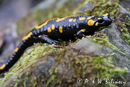 Salamandra plamista, jaszczur plamisty, jaszczur ognisty Salamandra salamandra