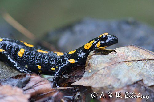 Salamandra plamista, jaszczur plamisty, jaszczur ognisty Salamandra salamandra