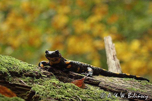 Salamandra plamista, jaszczur plamisty, jaszczur ognisty Salamandra salamandra