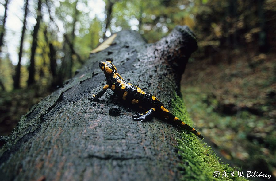 Salamandra plamista Salamandra salamandra)