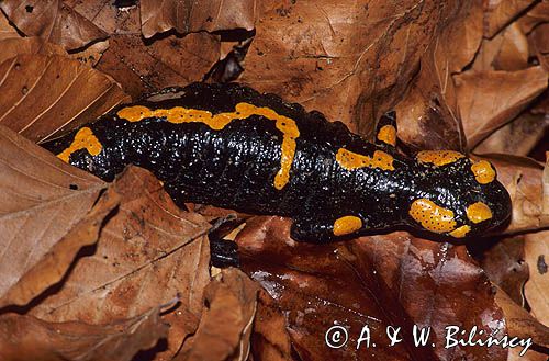 Salamandra plamista na liściach Salamandra salamandra)