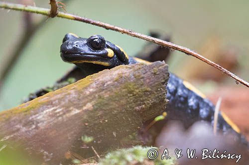 Salamandra plamista, jaszczur plamisty, jaszczur ognisty Salamandra salamandra