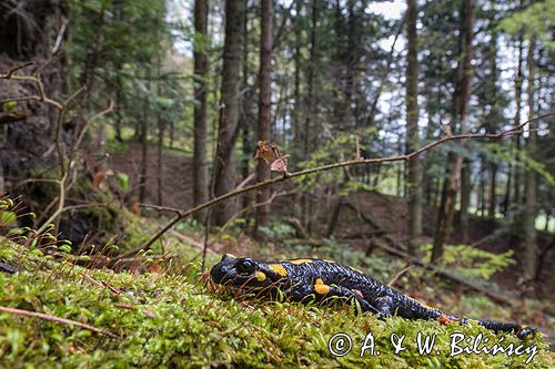 Salamandra plamista, jaszczur plamisty, jaszczur ognisty Salamandra salamandra