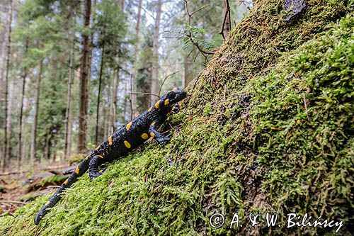 Salamandra plamista, jaszczur plamisty, jaszczur ognisty Salamandra salamandra