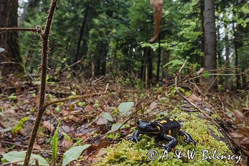 Salamandra plamista, jaszczur plamisty, jaszczur ognisty Salamandra salamandra