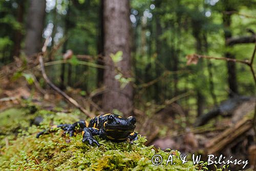 Salamandra plamista, jaszczur plamisty, jaszczur ognisty Salamandra salamandra