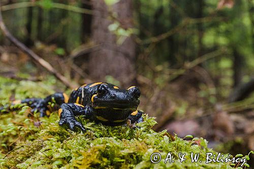 Salamandra plamista, jaszczur plamisty, jaszczur ognisty Salamandra salamandra