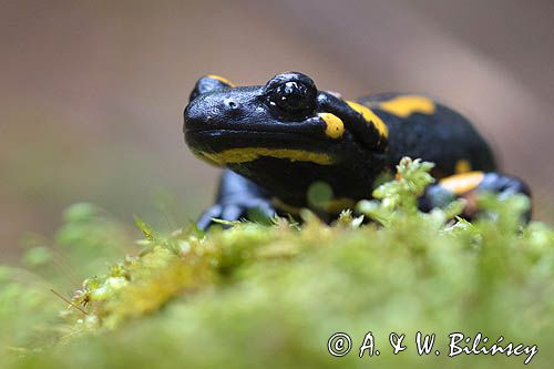 Salamandra plamista, jaszczur plamisty, jaszczur ognisty Salamandra salamandra