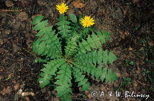 Aposeris foetida sałatnica leśna) ,