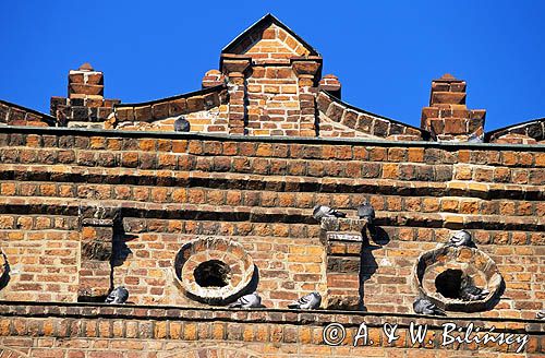 Sandomierz ratusz i gołębie