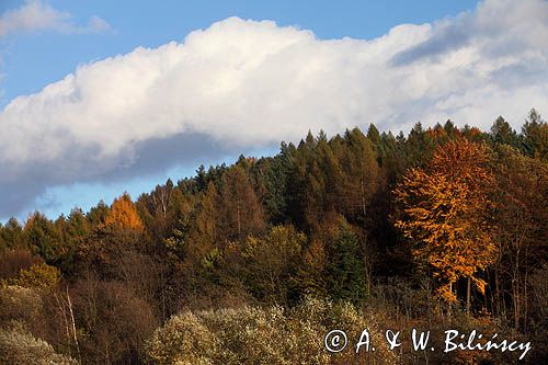 nad rzeką San koło wsi Niewistka, Pogórze Przemyskie