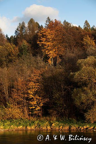 nad rzeką San koło wsi Niewistka, Pogórze Dynowskie