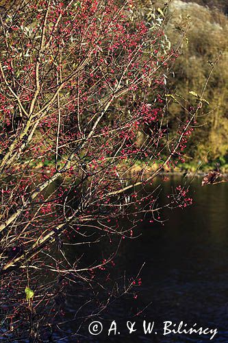 nad rzeką San koło wsi Niewistka, Pogórze Dynowskie, Trzmielina pospolita, zwyczajna, Euonymus europaeus