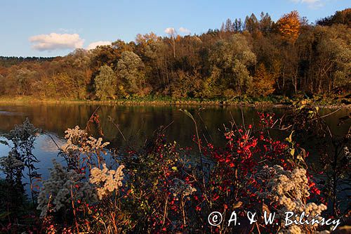 nad rzeką San koło wsi Niewistka, Pogórze Dynowskie, Trzmielina pospolita, zwyczajna, Euonymus europaeus