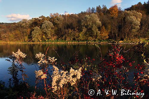 nad rzeką San koło wsi Niewistka, Pogórze Dynowskie, Trzmielina pospolita, zwyczajna, Euonymus europaeus