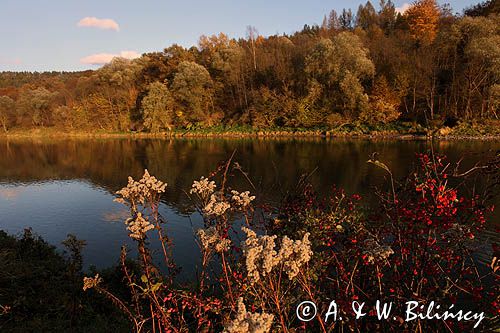 nad rzeką San koło wsi Niewistka, Pogórze Dynowskie, Trzmielina pospolita, zwyczajna, Euonymus europaeus