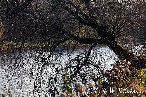 nad rzeką San koło wsi Niewistka, Pogórze Dynowskie