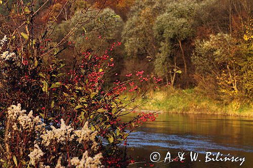 nad rzeką San koło wsi Niewistka, Pogórze Dynowskie, Trzmielina pospolita, zwyczajna, Euonymus europaeus